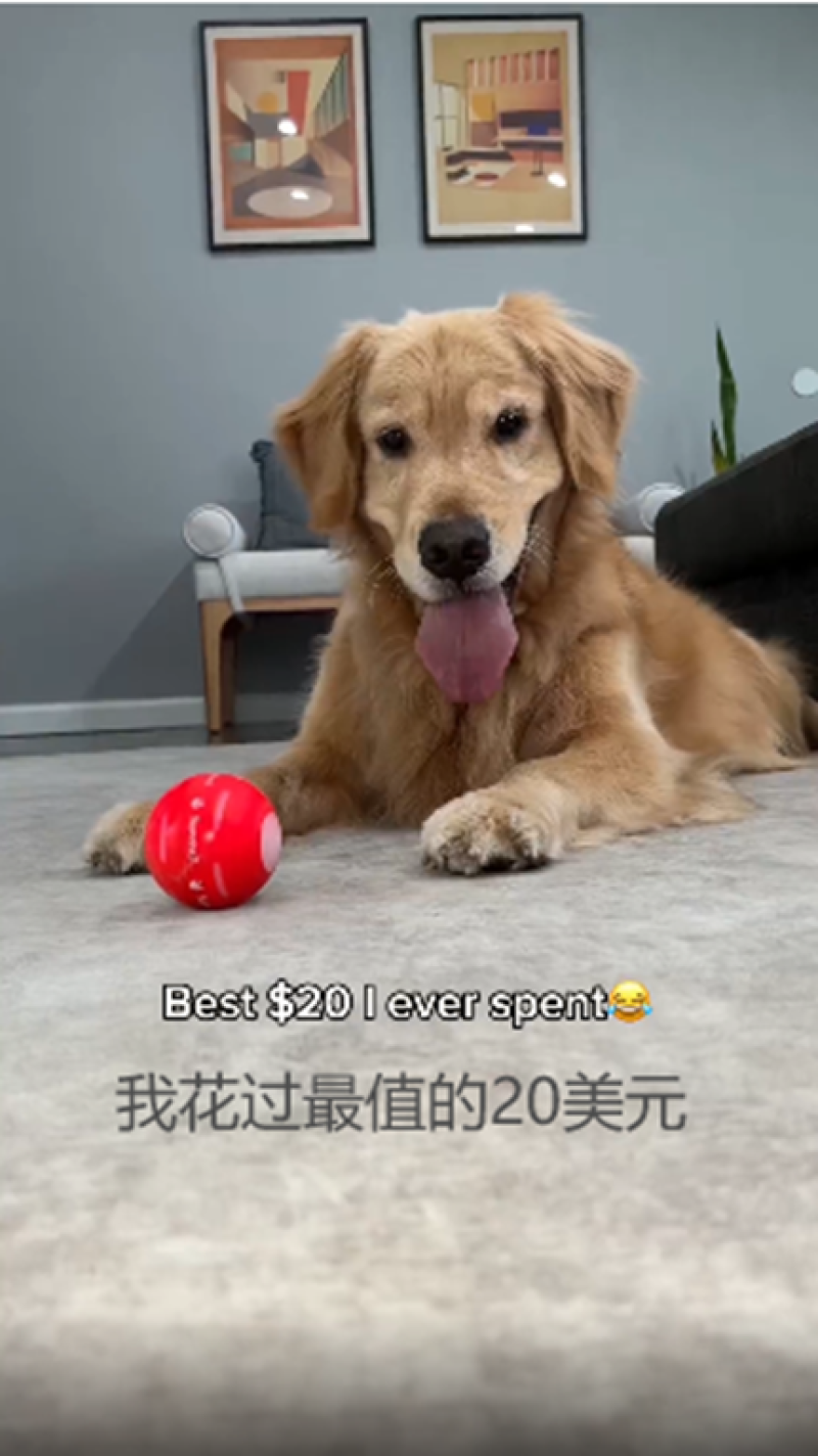 TikTok宠物赛道大爆，卖家订单接到手软