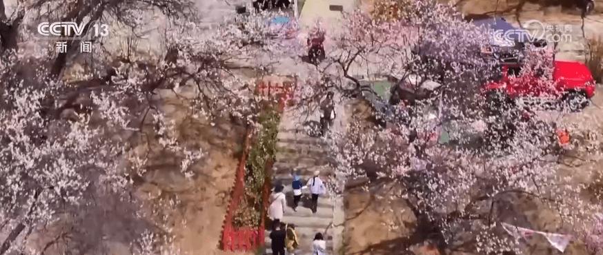 把“桃花村”品牌擦得更亮