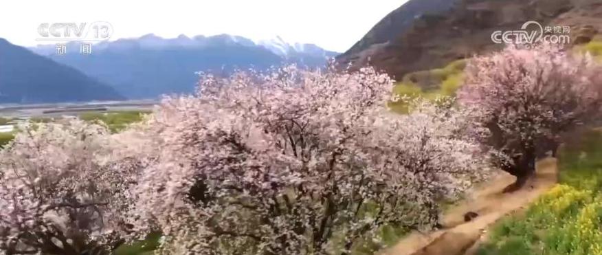 把“桃花村”品牌擦得更亮
